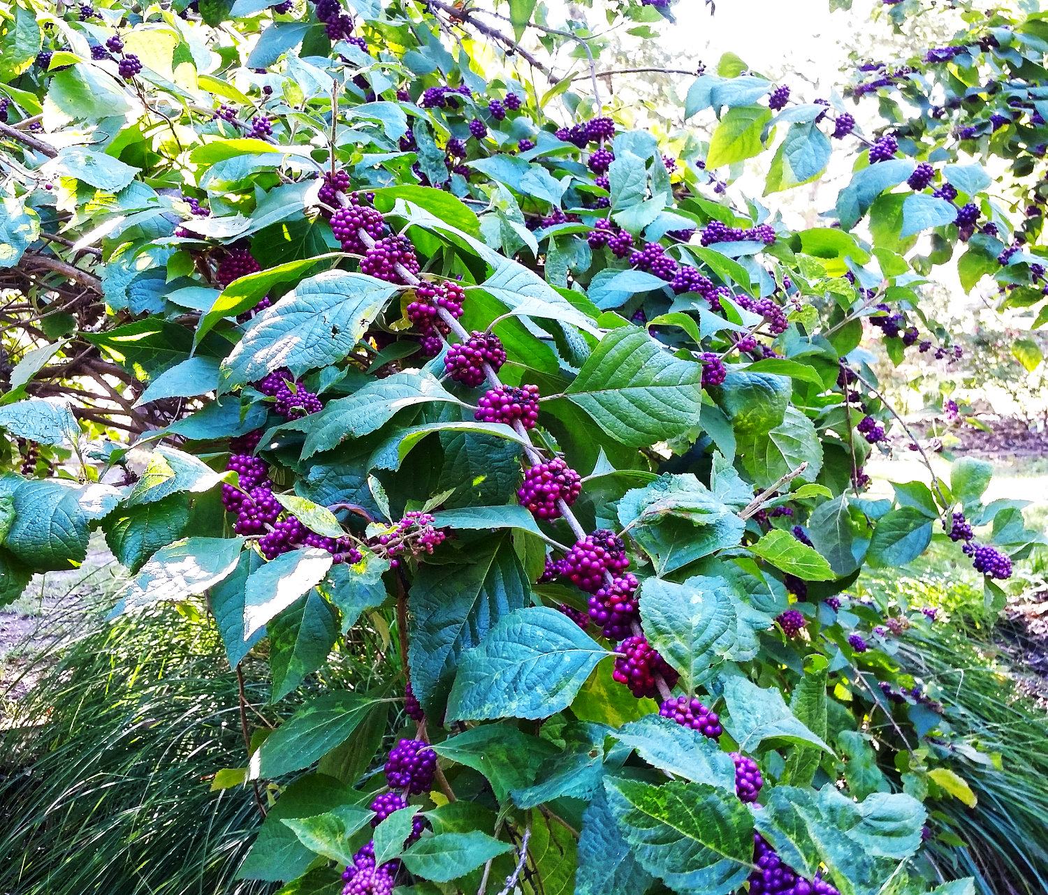 The purple berries make beautyberry a standout in the fall.